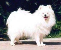 Medium sized sale pomeranian